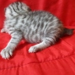 Mau, silver, female DOB 9-26-18