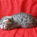 Mau, silver, female DOB 9-26-18