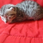 Mau, silver, female DOB 9-26-18