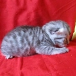 Mau, silver, female DOB 9-26-18