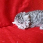 Mau, silver, female DOB 9-26-18