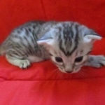 Mau, silver, female DOB 9-26-18