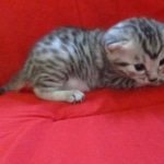 Mau, silver, female DOB 9-26-18