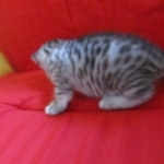 Mau, silver, female DOB 9-26-18