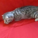 Mau, silver, female DOB 9-26-18