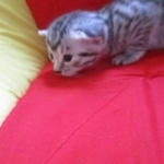 Mau, silver, female DOB 9-26-18