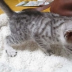 Seti, Mau, silver, female DOB 9-26-18