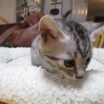 Seti, Mau, silver, female DOB 9-26-18