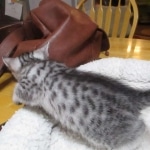 Seti, Mau, silver, female DOB 9-26-18