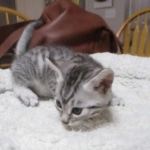 Seti, Mau, silver, female DOB 9-26-18