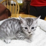 Seti, Mau, silver, female DOB 9-26-18