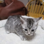 Seti, Mau, silver, female DOB 9-26-18