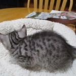 Seti, Mau, silver, female DOB 9-26-18