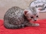 Egyptian Mau Silver female kitten DOB 9-29-25