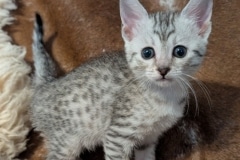 Egyptian Mau Silver female kitten DOB 9-29-25