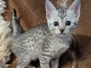 Egyptian Mau Silver female kitten DOB 9-29-25