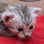 Silver-Mau-kitten-a