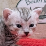Silver-Mau-kitten-b