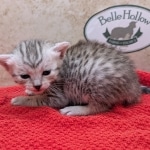 Silver-Mau-kitten-c