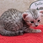 Silver-Mau-kitten