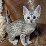 Silver-female-Mau-kitten-Copy