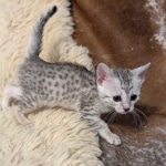 Silver-female-Mau-kitten-a