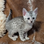 Silver-female-Mau-kitten-b
