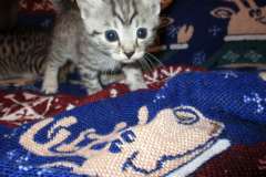 Amira Egyptian Mau Silver Female DOB 9-4-16