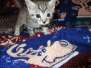 Amira Egyptian Mau Silver Female DOB 9-4-16