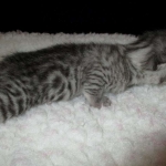 Egyptian Mau, Silver, Female, DOB 9-4-16