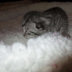 Egyptian Mau, Silver, Female, DOB 9-4-16