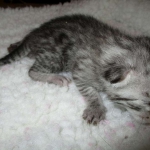 Egyptian Mau, Silver, Female, DOB 9-4-16