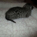Egyptian Mau, Silver, Female, DOB 9-4-16