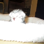 Egyptian Mau, Silver, Female, DOB 9-4-16