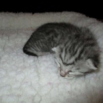 Egyptian Mau, Silver, Female, DOB 9-4-16