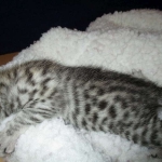 Egyptian Mau, Silver, Female, DOB 9-4-16