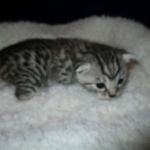 Egyptian Mau, Silver, Female, DOB 9-4-16