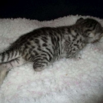 Egyptian Mau, Silver, Female, DOB 9-4-16