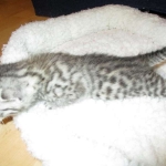 Egyptian Mau, Silver, Female, DOB 9-4-16