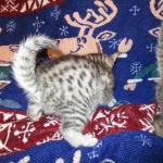 Amira, Egyptian Mau, Silver, Female, DOB 9-4-16