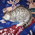 Amira, Egyptian Mau, Silver, Female, DOB 9-4-16