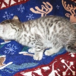 Amira, Egyptian Mau, Silver, Female, DOB 9-4-16