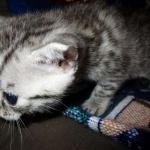 Amira, Egyptian Mau, Silver, Female, DOB 9-4-16