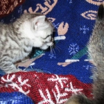 Amira, Egyptian Mau, Silver, Female, DOB 9-4-16