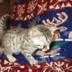 Amira, Egyptian Mau, Silver, Female, DOB 9-4-16