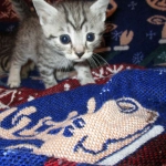 Amira, Egyptian Mau, Silver, Female, DOB 9-4-16