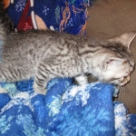 Amira, Egyptian Mau, Silver, Female, DOB 9-4-16