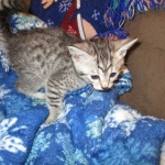 Amira, Egyptian Mau, Silver, Female, DOB 9-4-16