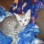 Amira, Egyptian Mau, Silver, Female, DOB 9-4-16
