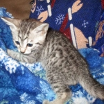 Amira, Egyptian Mau, Silver, Female, DOB 9-4-16